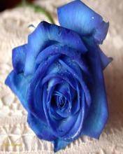 pic for Blue rose